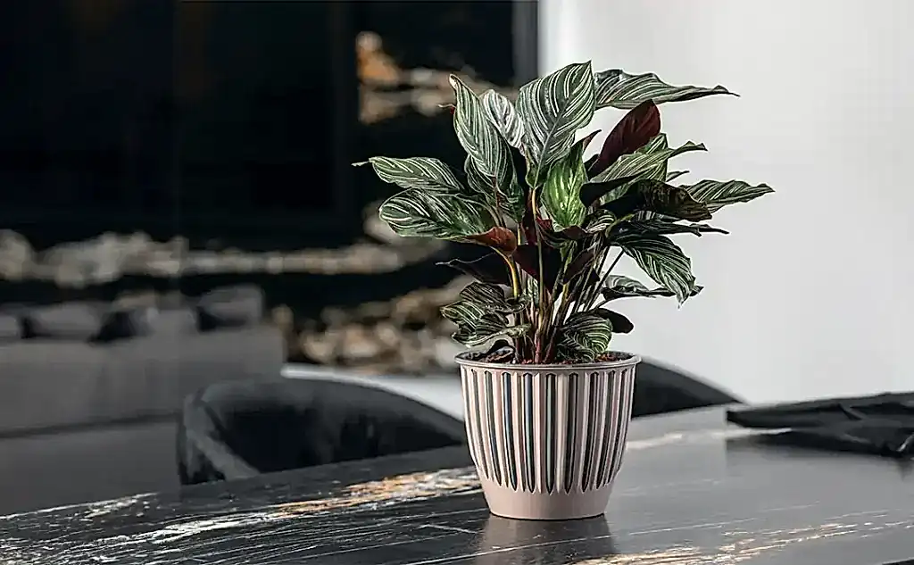 ic-mekan-saksi-seciminde-dikkat-edilmesi-gerekenler