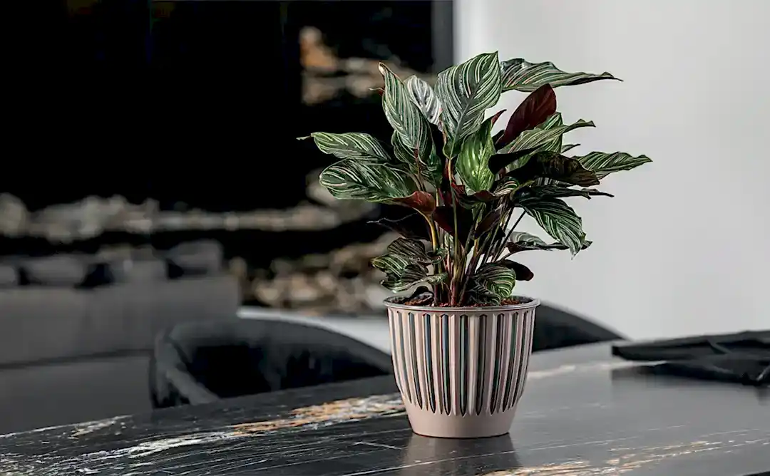 ic-mekan-saksi-seciminde-dikkat-edilmesi-gerekenler