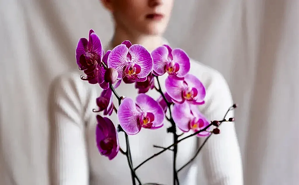 orkide-cicegi-bakiminin-temel-kurallari