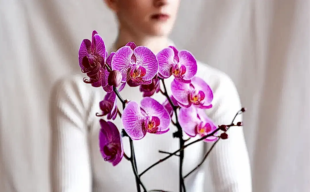 orkide-cicegi-bakiminin-temel-kurallari